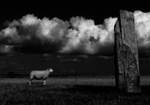 MP - 983 Fotograf  John Nagel Petersen    Sheep In Front Of Stone  Faelles dommerdiplom